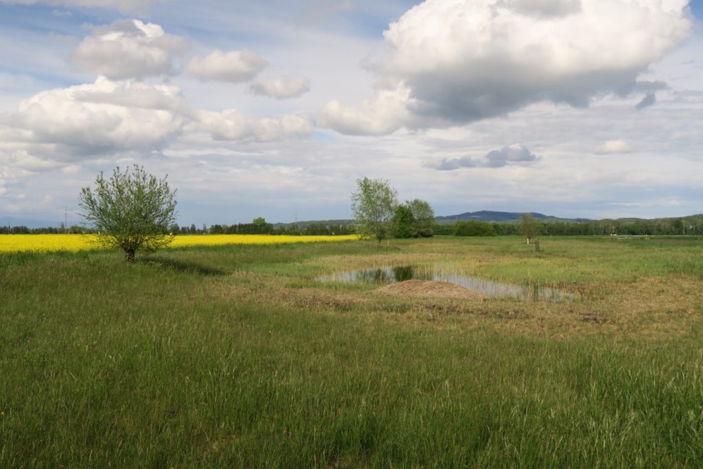 Beispiel extensive Feuchtwiese im Seeland.