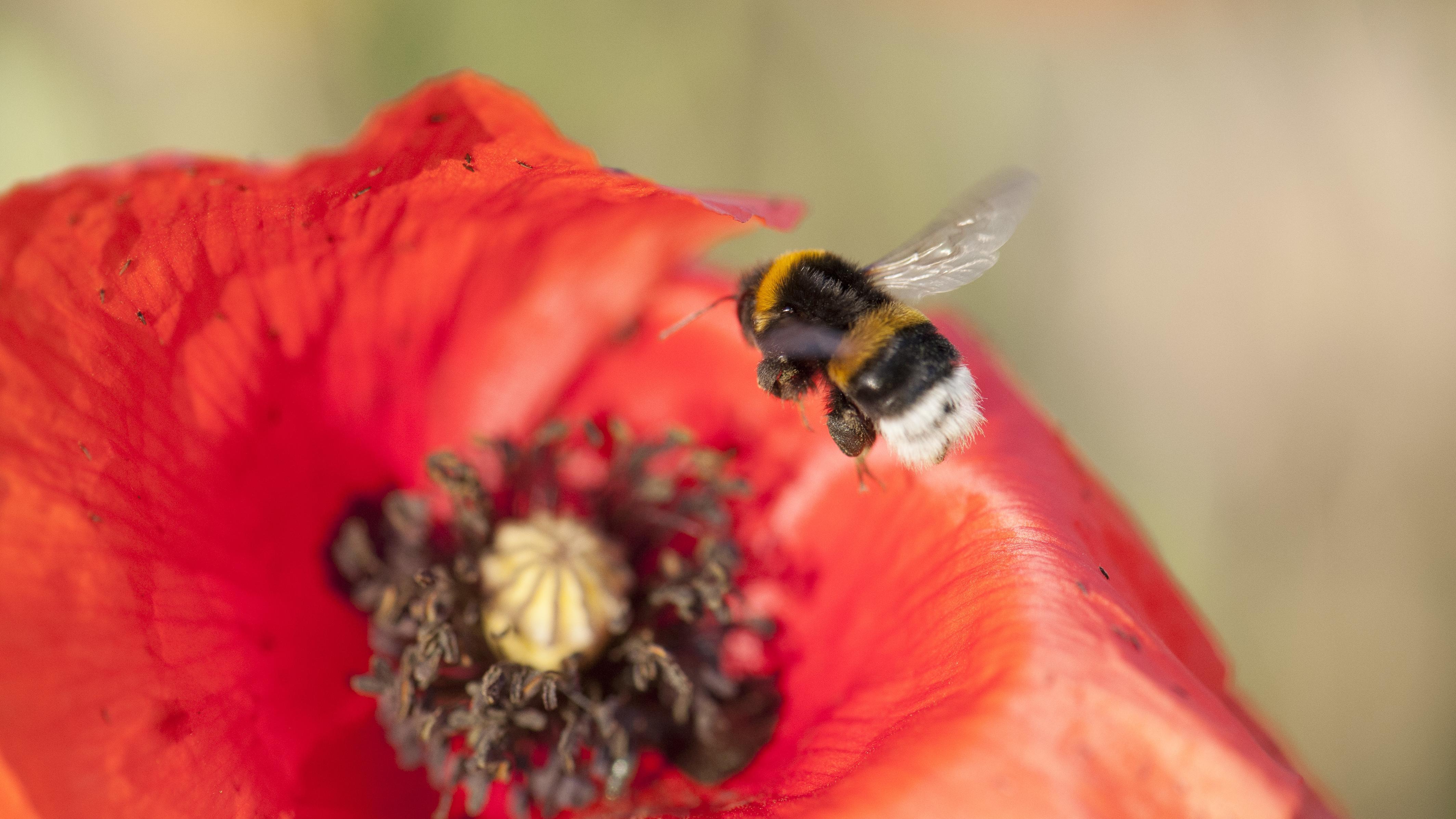Nationale Akteure Agrarökologie, Hummel, Mohnblume