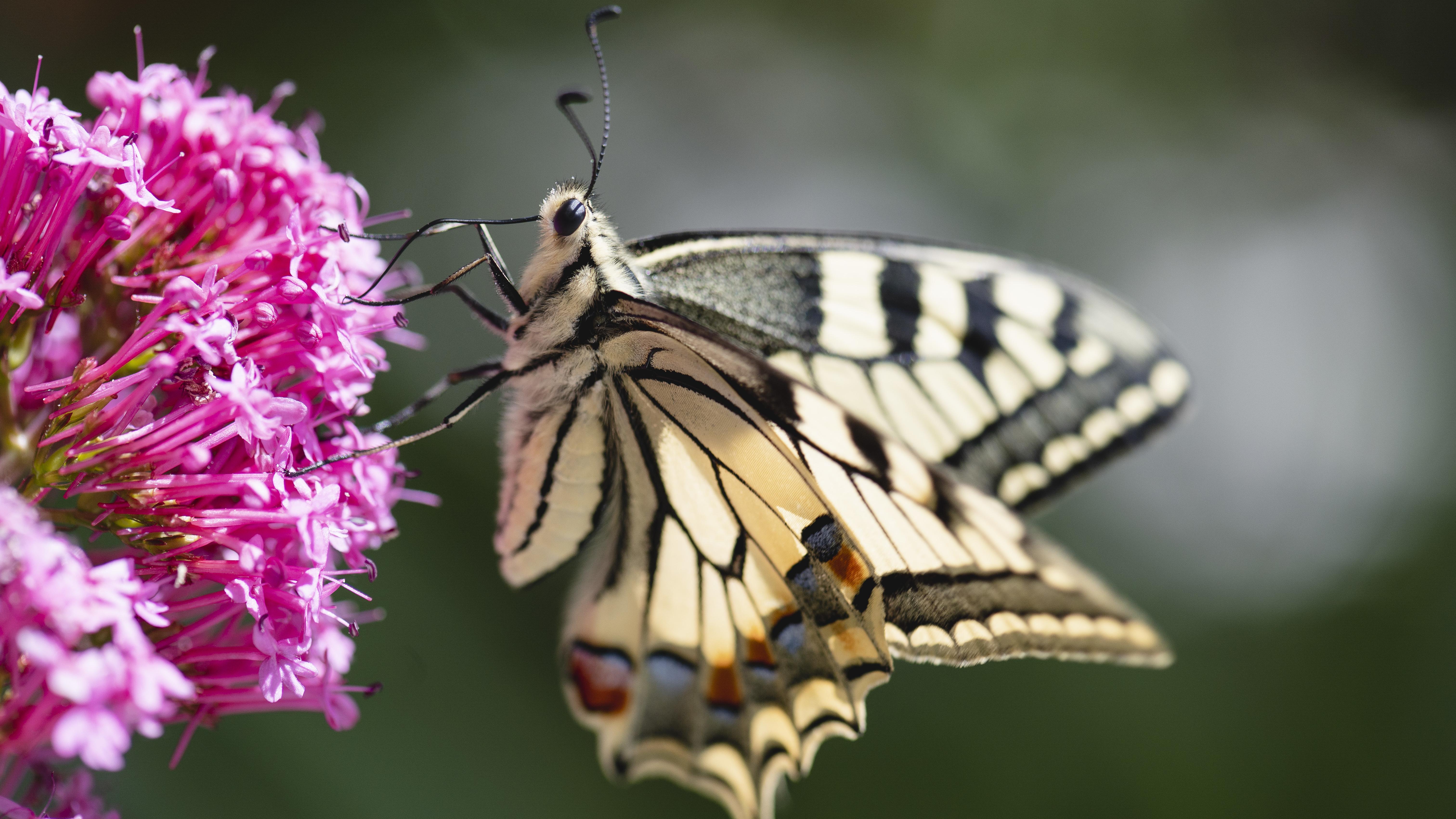 Internationale Akteure Agrarökologie, Schmetterling, Flieder
