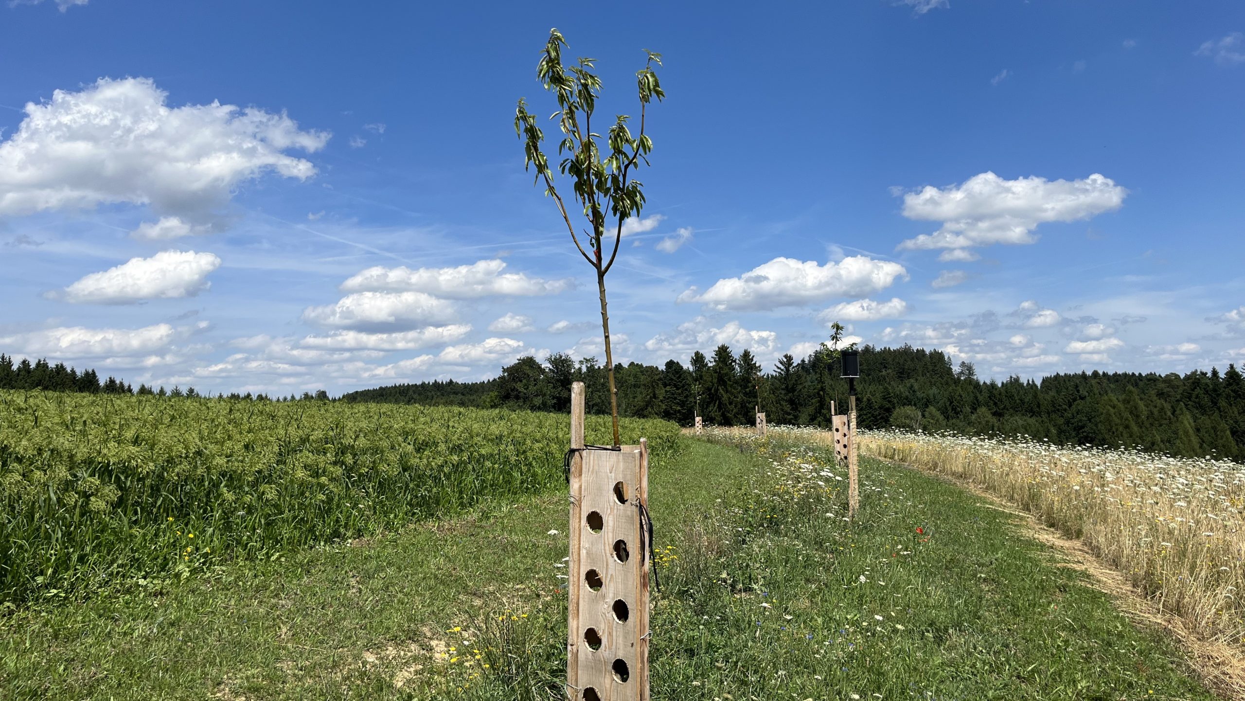 Wasserretention und Infiltration