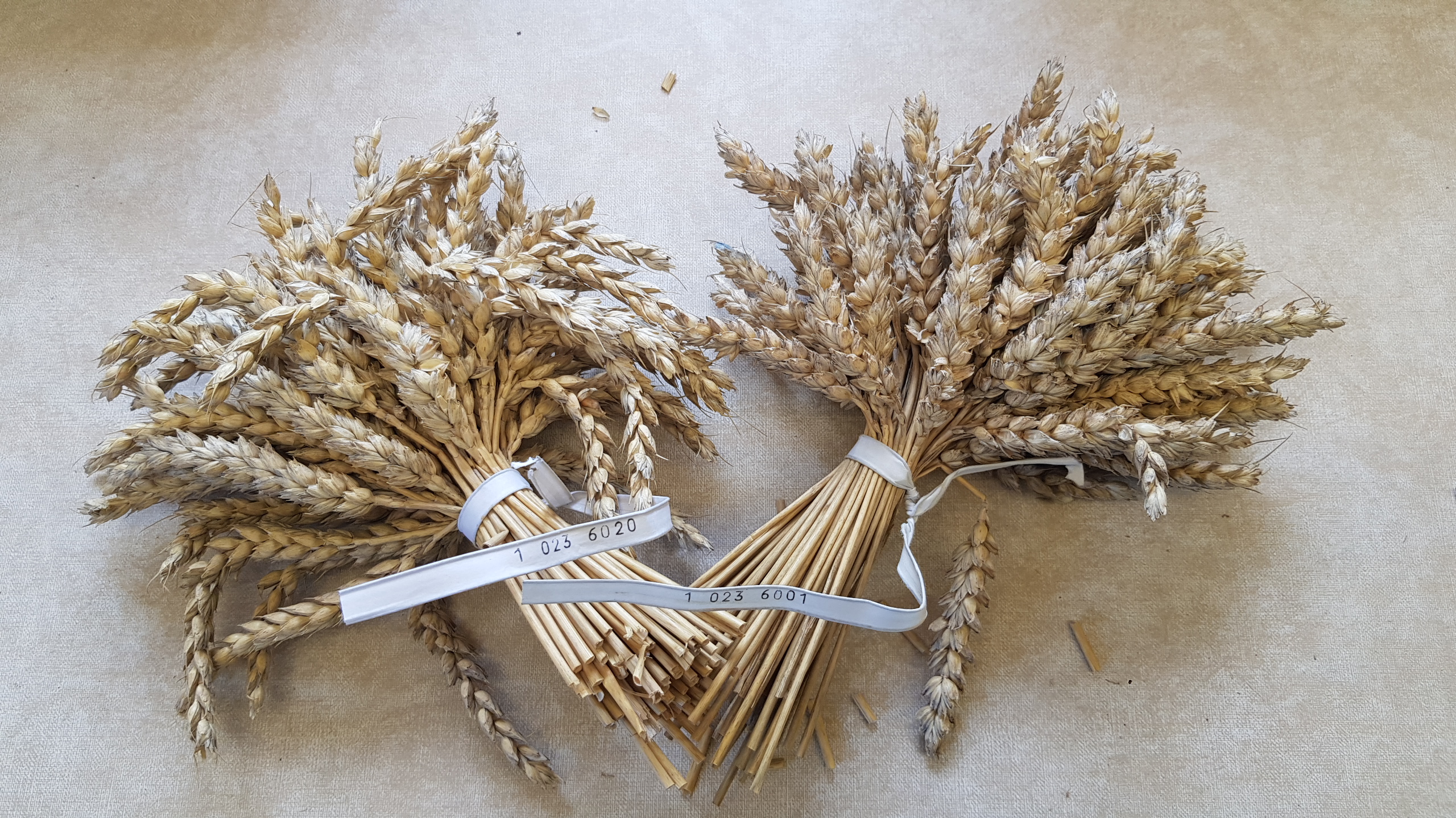 Klimaresistente Pflanzenzucht