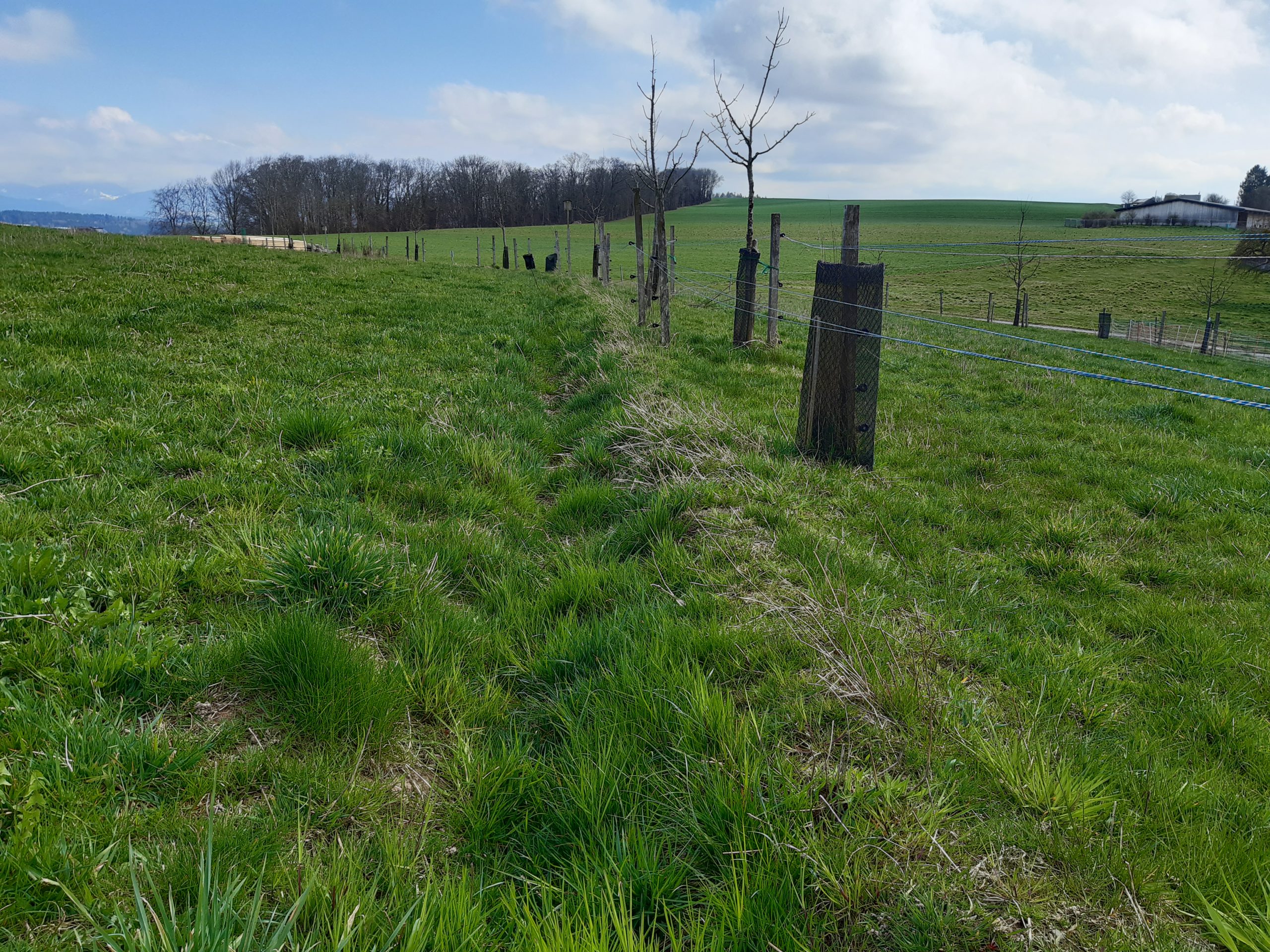 Versickerungsgräben / Swales