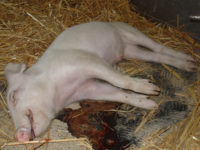 APP kann vor allem bei jungen Tieren schnell zum Tod führen (© Uniklinik Bern)