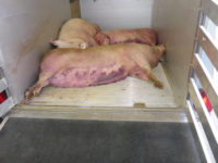 Verendete Schweine mit dem Verdacht auf die Afrikanische Schweinepest (© Uniklinik Bern)