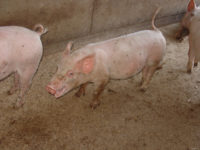 Schwein mit Maulatmung (© Uniklinik Bern)