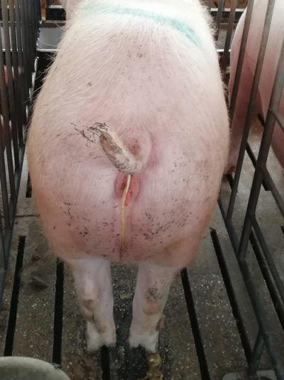 Deutlicher Befall mit dem Schweinespulwurm (© Uniklinik Bern)