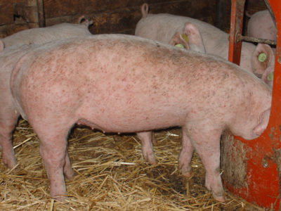 Schwein mit typischen Hautveränderungen bei Räude (© Uniklinik Bern)