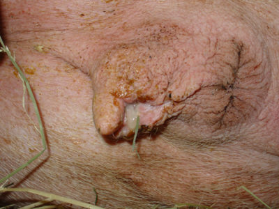 Bei PPDS kann es zu eitrigem Ausfluss bei der Muttersau kommen (© Uniklinik Bern)