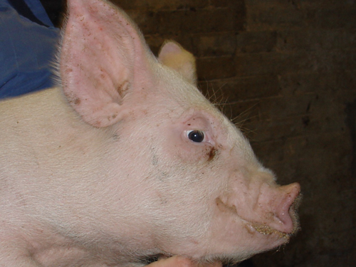 Gesundheit und Hygiene – Plattform Schwein
