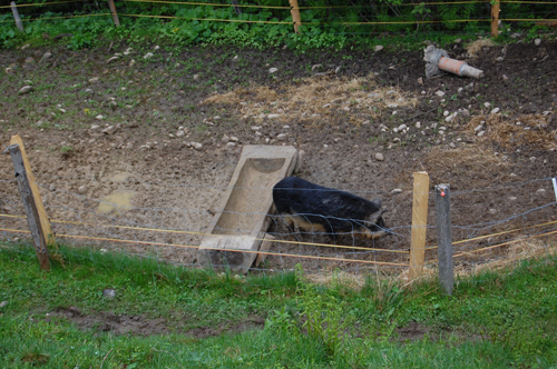 Schweine im Freilauf müssen sicher von Wildschweinen abgetrennt sein. Um das gesamte Areal sollte ein zusätzlicher Maschendraht aufgestellt sein (© Agridea)