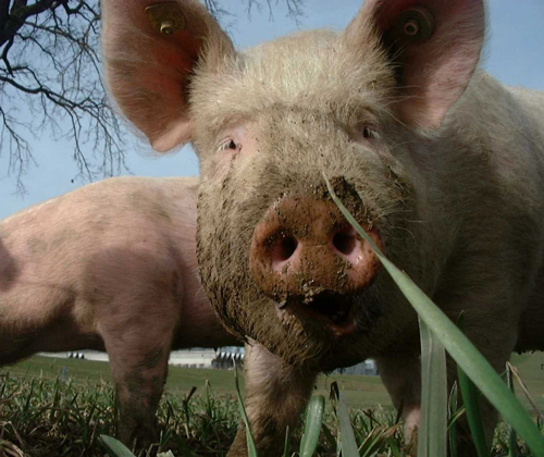 Schweine im Freiland (© Agridea).